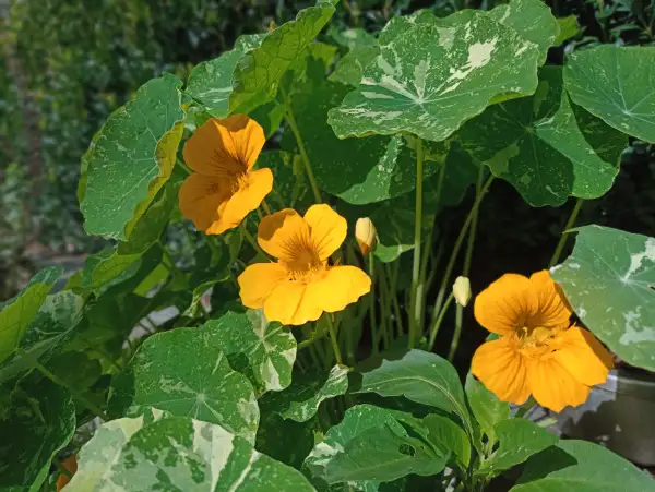 Blumen: Kapuzienerkresse panaschiert