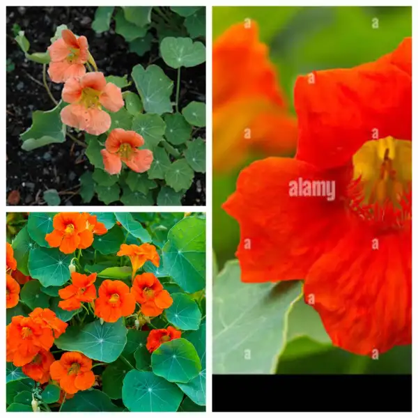 Blumen: Kapuziner Kresse nieder