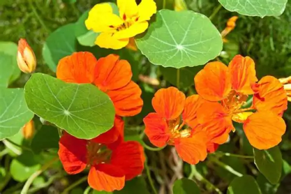 Blumen: Kapuzinerkresse