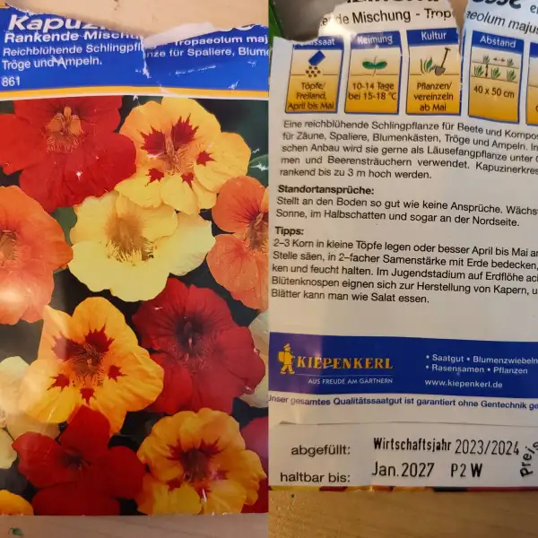 Blumen: Kapuzinerkresse, rankend