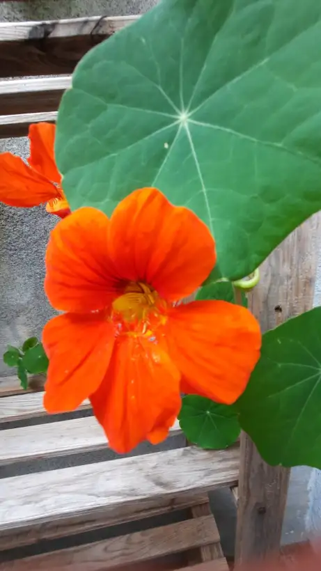 Blumen: Kapuzinerkresse rankend