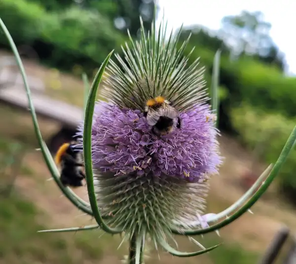 Blumen: Karde