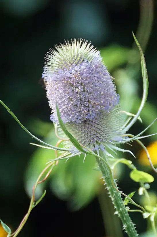 Blumen: Kardendistel