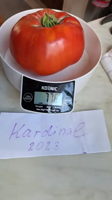 Tomaten: Kardinal