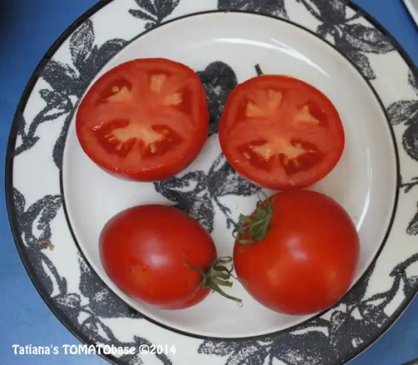Tomaten: Karino