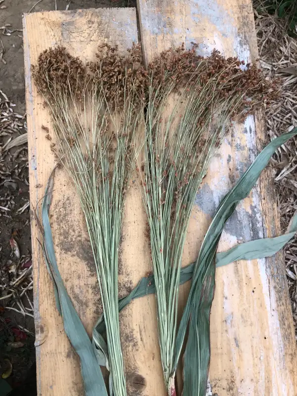 andere Gemüse: Karlykovoe (Sorghum bicolor)