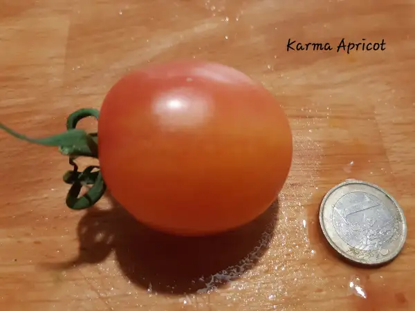 Tomaten: Karma Apricot