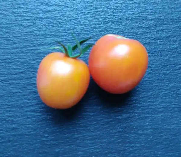 Tomaten: Karma Apricot