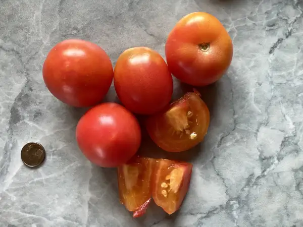 Tomaten: Karma Apricot