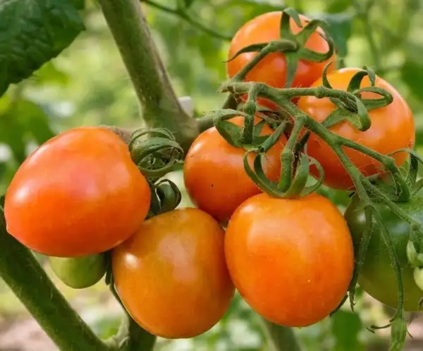 Tomaten: Karma Apricot
