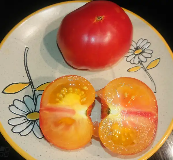 Tomaten: Karma Apricot