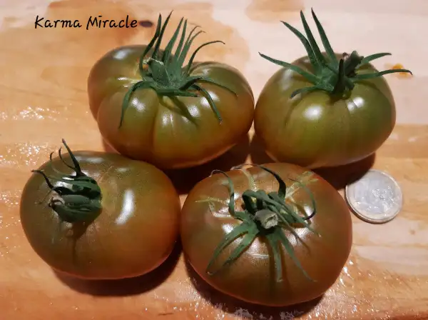 Tomaten: Karma Miracle