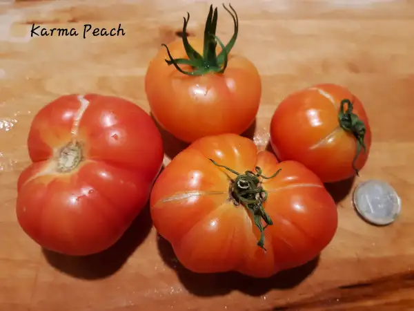 Tomaten: Karma Peach