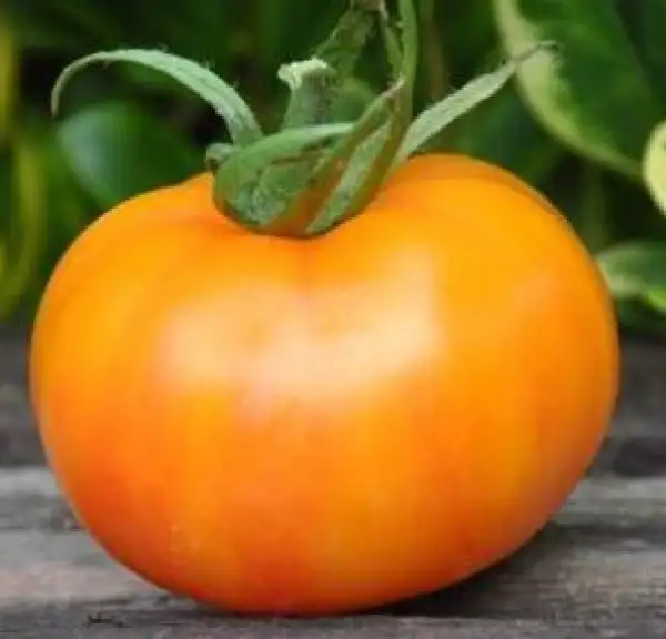 Tomaten: Karma Peach