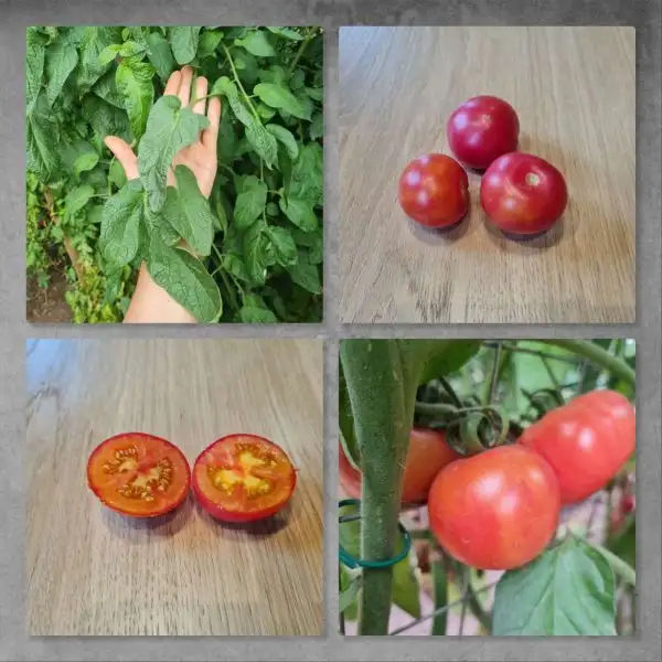 Tomaten: Karma Peach