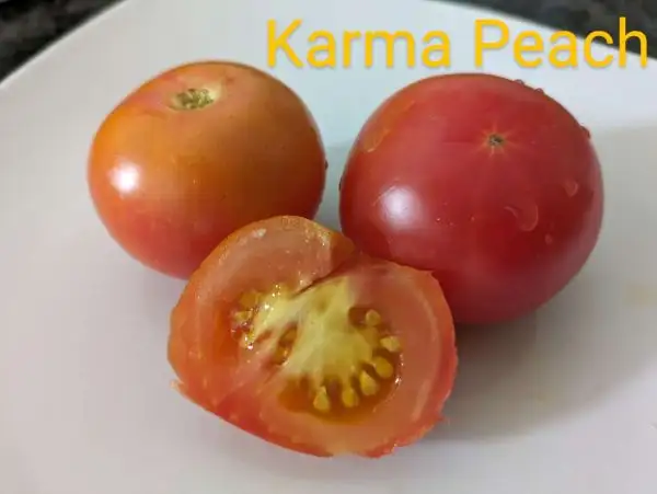 Tomaten: Karma Peach