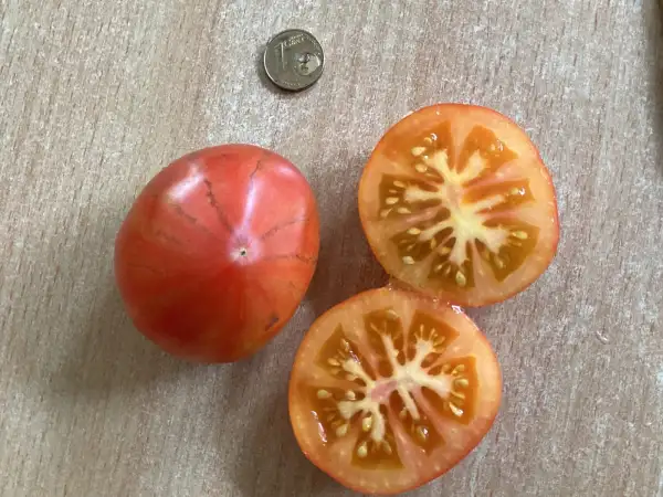 Tomaten: Karma Peach ( Karen Oliver Kanada )