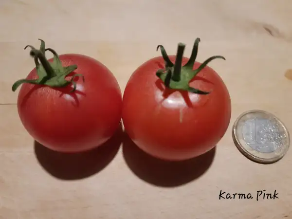 Tomaten: Karma Pink