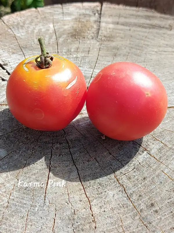 Tomaten: Karma Pink