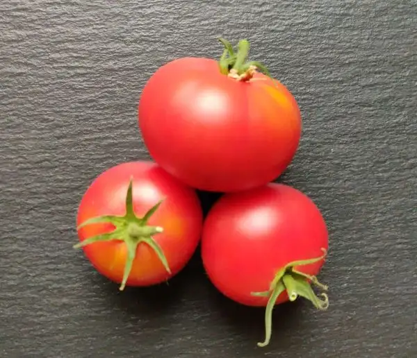 Tomaten: Karma Pink