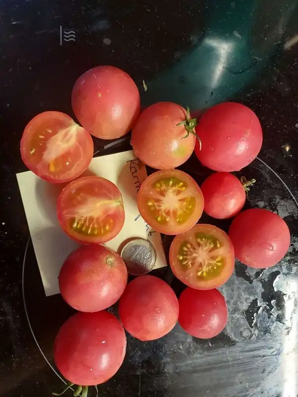 Tomaten: Karma Pink