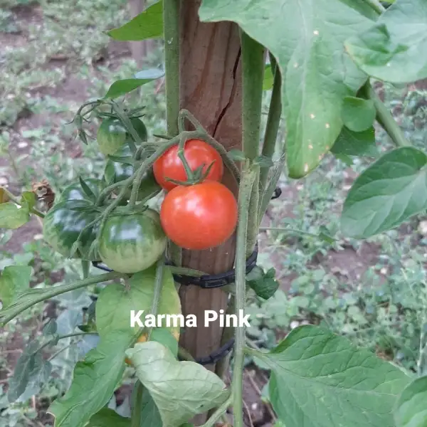 Tomaten: Karma Pink