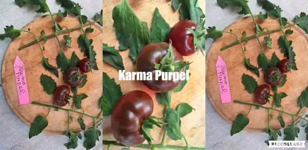 Tomaten: Karma Purpel - Multiflora