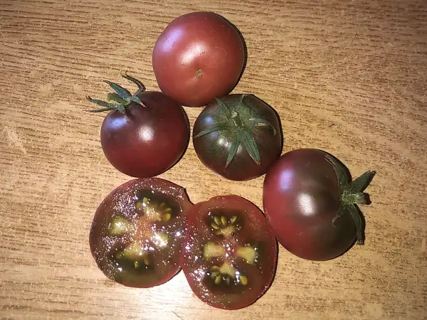Tomaten: Karma Purple