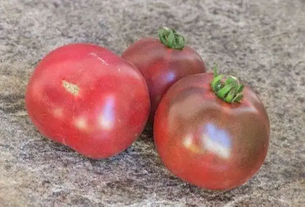 Tomaten: Karma Purple