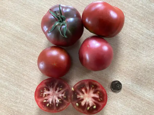Tomaten: Karma Purple