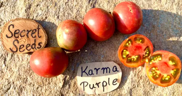 Tomaten: Karma Purple