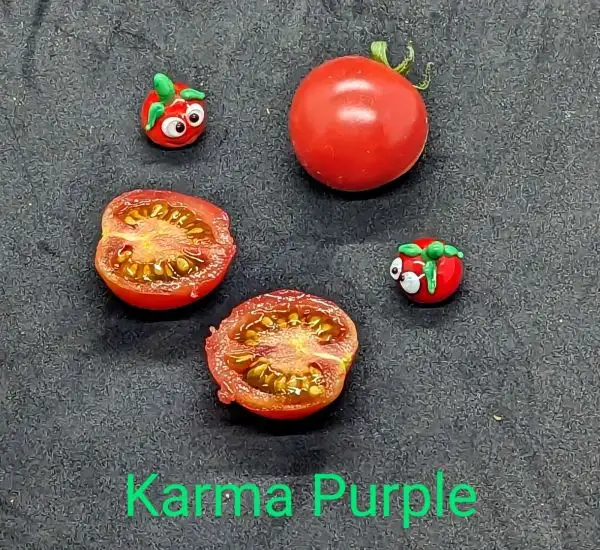 Tomaten: Karma Purple