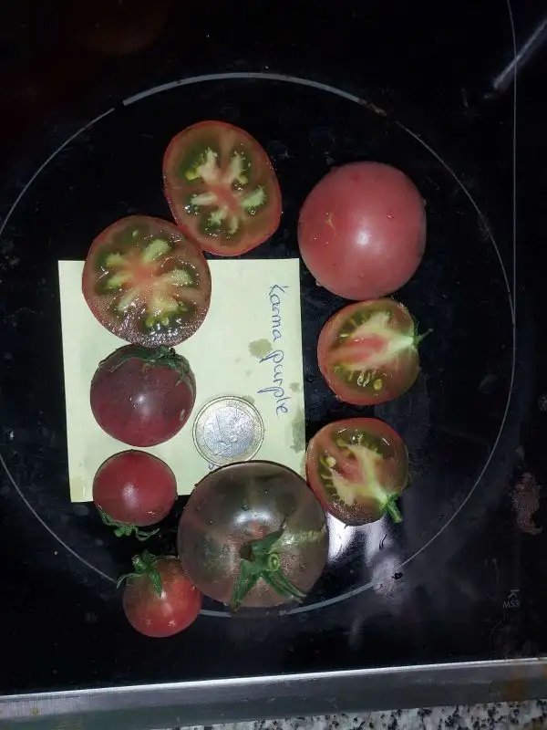 Tomaten: Karma Purple (Multiflora)