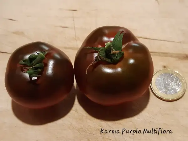 Tomaten: Karma Purple Multiflora