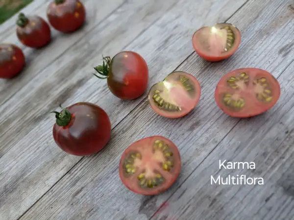 Tomaten: Karma Purple Multiflora