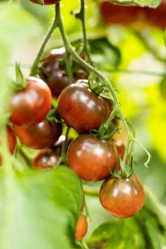Tomaten: Karma Purple Multiflora ( Kat# 2618 )