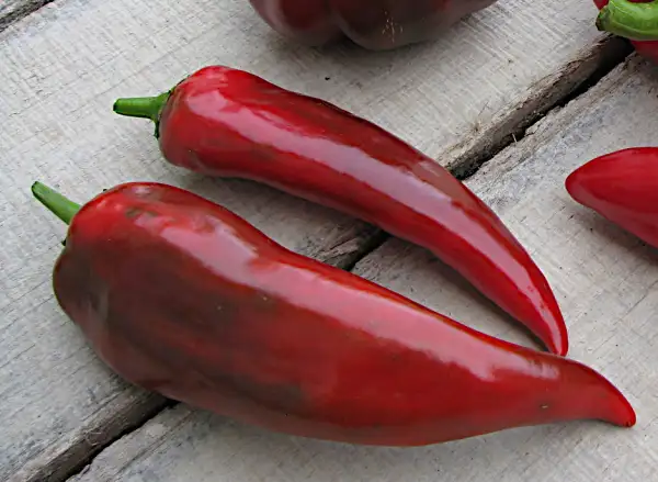 Chili / Paprika: Karoly, Ungarischer Spitzpaprika