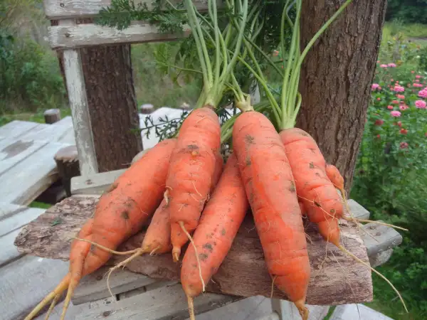 andere Gemüse: Karotte Nantaise - Klassiker, walzenförmig, knackig süß und mittellang