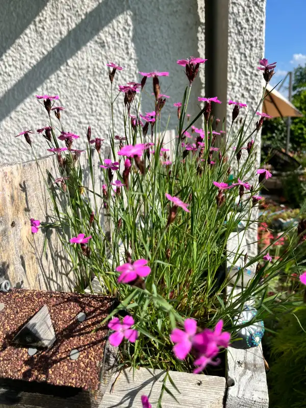 Stauden / Gehölz: Karthäuser-Nelke (Dianthus carthusianorum)