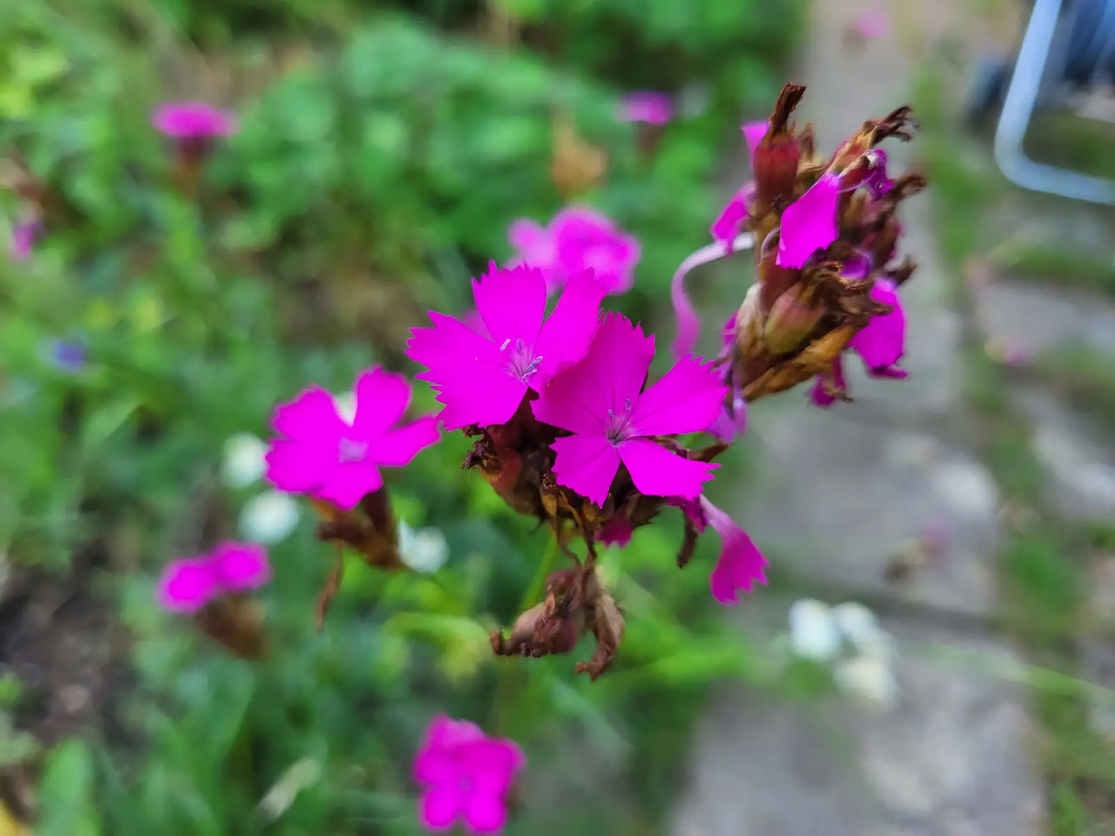Stauden / Gehölz: Karthäusernelke, dianthus carthusianorum