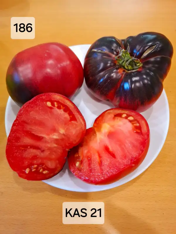 Tomaten: KAS 21