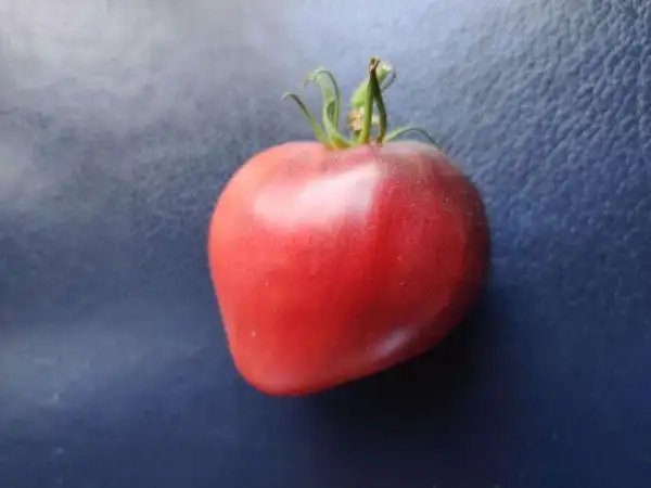 Tomaten: KAS 21/2