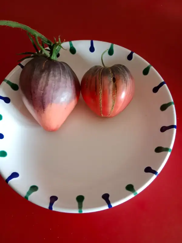 Tomaten: KAS 21