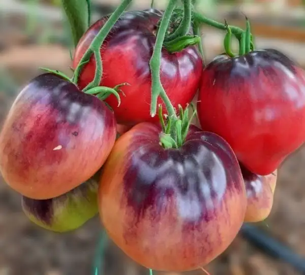 Tomaten: KAS 21