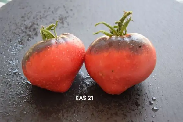 Tomaten: KAS 21