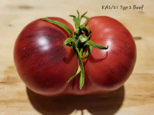 Tomaten: KAS/21 Typ 2 Beef