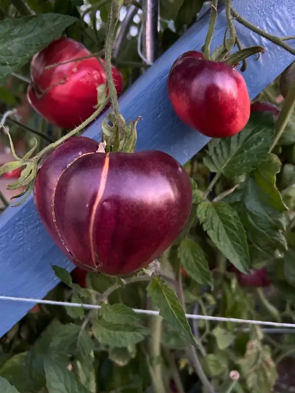 Tomaten: Kas21