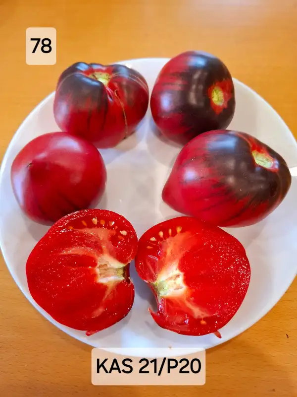 Tomaten: KAS21/P20