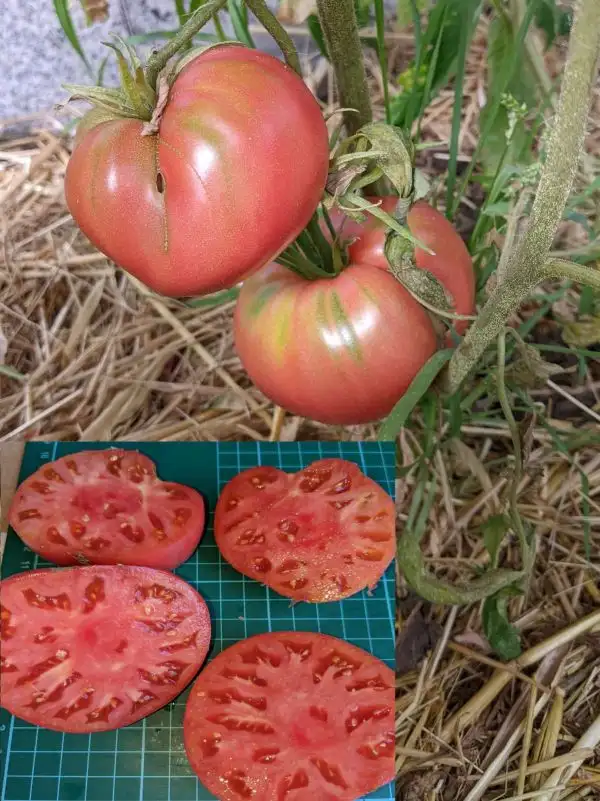 Tomaten: Kasachische Fleischtomate