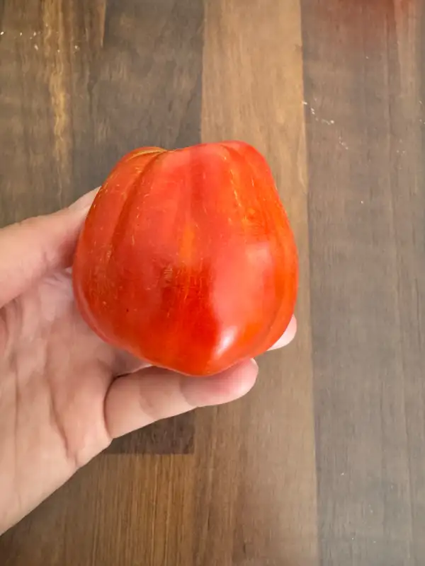Tomaten: Kasachstan Haefele